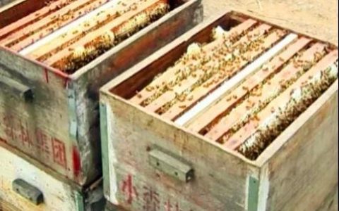 小森林，延续中华养蜂文明