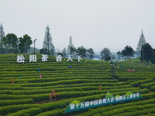 助力松阳香茶打开互联网销路，阿里巴巴牵手香茶之都松阳