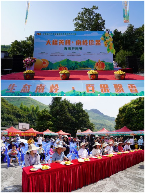 广东乳源小黄桃为乡村振兴赋大能，举办黄桃直播团购开园节！