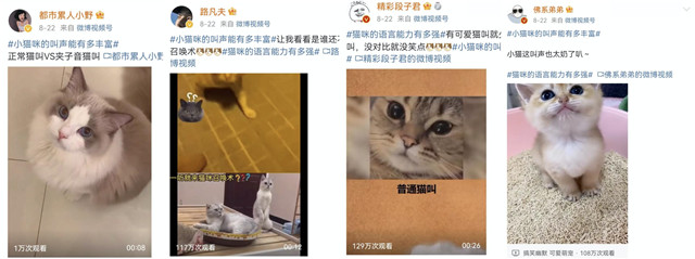 为猫天天全网征集声替，猫咪直聘引来了全网猫咪