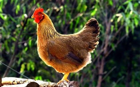 凤中皇清远鸡:全程谷物精制日粮饲喂，持续保证产品质量