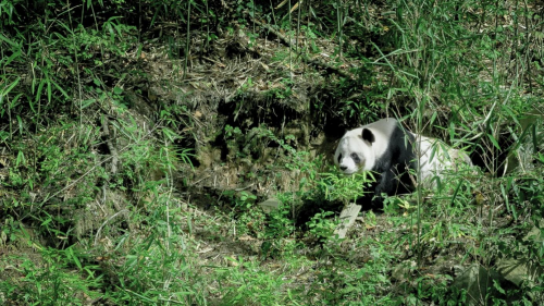 名创优品×中国绿色基金会，携手网友共同为大熊猫种植竹林