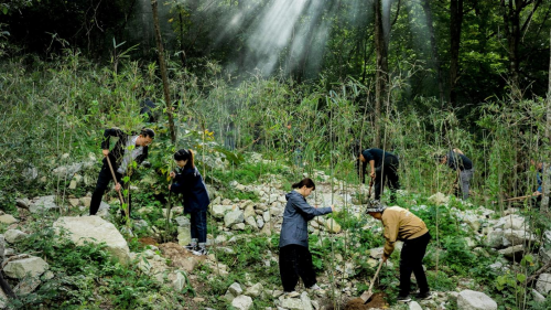 名创优品×中国绿色基金会，携手网友共同为大熊猫种植竹林