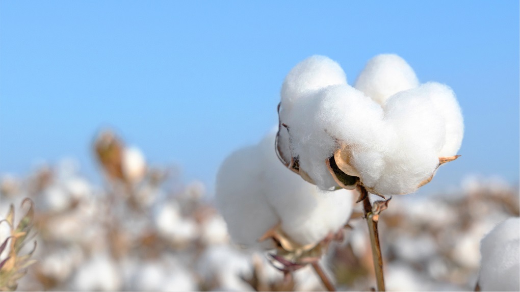 100%棉引领绿色消费，今年双11和全棉时代一起“挑对的”