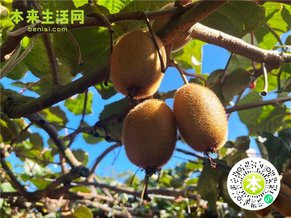 佳沛奇异果2023季采摘在即，本来生活网开启抢“鲜”预售
