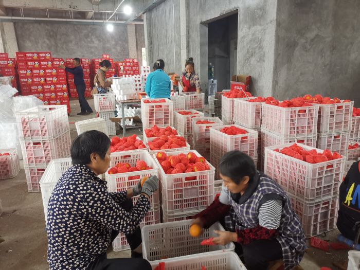 通过电商平台即将发往全国各地的爱媛.jpg