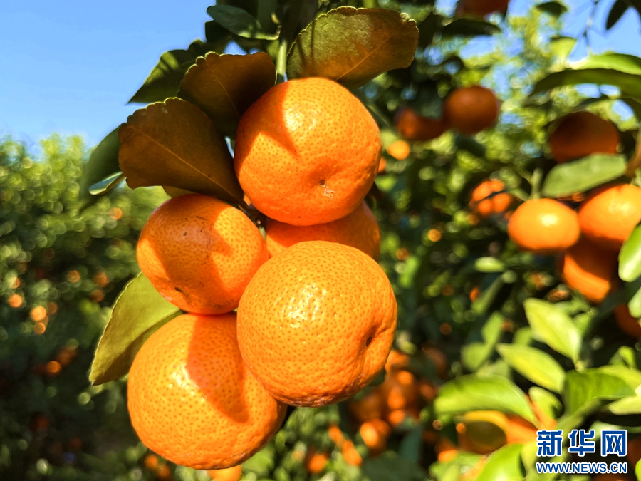 云南瑞丽：砂糖橘喜迎丰收 电商助力拓宽市场