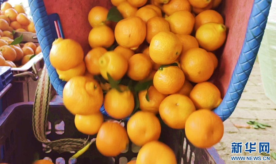 云南瑞丽：砂糖橘喜迎丰收 电商助力拓宽市场