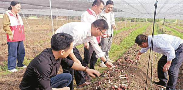 英德市青塘镇青北村：党建引领电商助力 探索高质量发展路