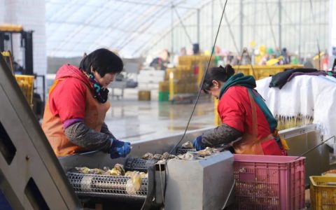 乳山生蚝出战，竞争最佳年货！山东小伙抖音电商月售300多万斤
