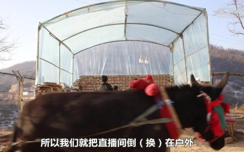 新春走基层丨陕西延安：毛驴+小米 窑洞门口的电商直播开始啦！