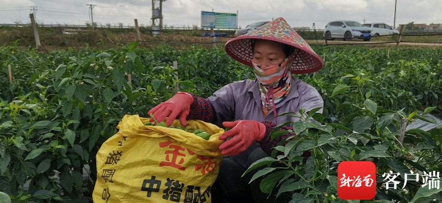 海口秀英区协调商超、电商等收购辖区瓜菜 为农户扩大销路