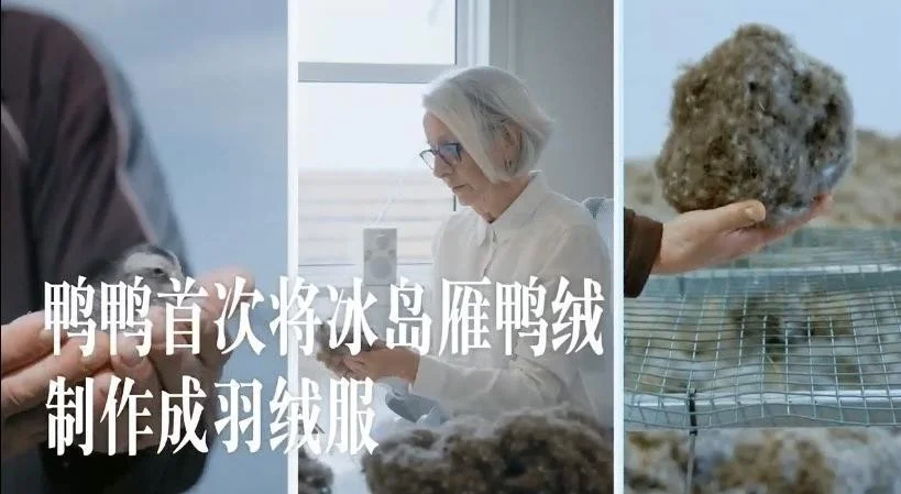 解密鸭绒：为何鸭鸭 羽 绒服是冬日的最佳选择？
