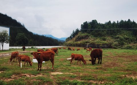 电商为“翼” 助优质农品“飞”出大别山