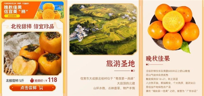 信宜北梭甜柿喜迎丰收，天猫美食助力“信字号”北梭甜柿“柿”力“出圈”走俏全国