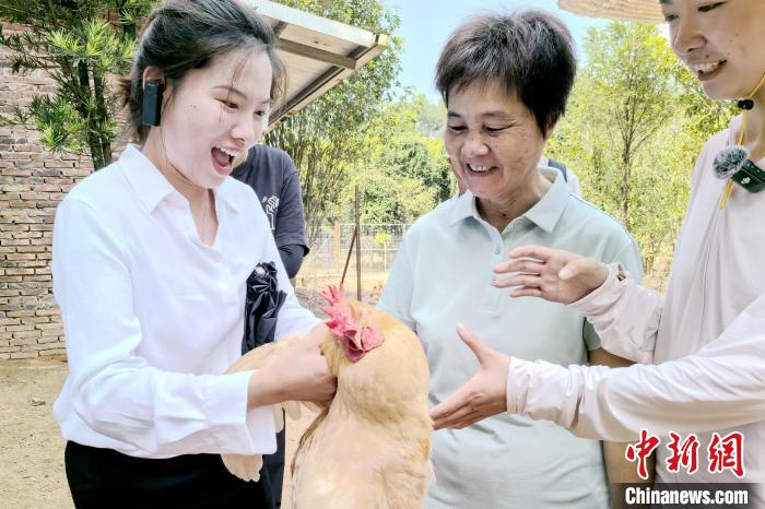 （走进中国乡村）河田鸡产业三百载 搭电商快车产值劲增