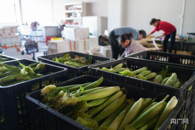 搭乘“电商快车”走俏市场 玉米笋成为增收“香饽饽”