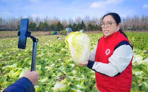 大连旅顺：乡村大白菜搭上了电商“直通车”
