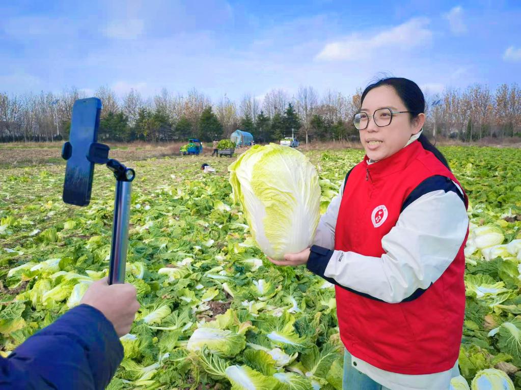 大连旅顺：乡村大白菜搭上了电商“直通车”