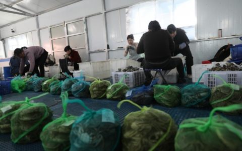 宿迁泗洪：“电商+螃蟹” 蹚出产业振兴新路子