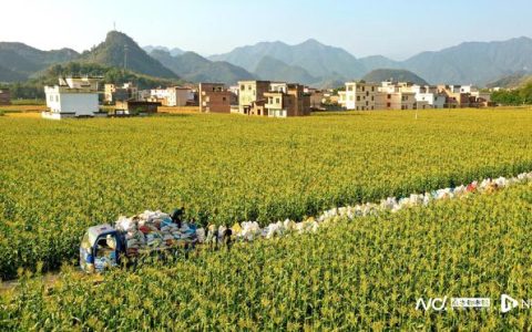 清远连州西岸村甜玉米丰收，不走电商仍供不应求