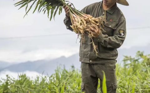 浙江景宁农户19天卖10万单！阿里陪跑计划让50岁“老姜头”变身电商新农人